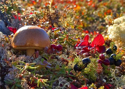 Сбор грибов и ягод всей семьей